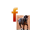 Facebook häst